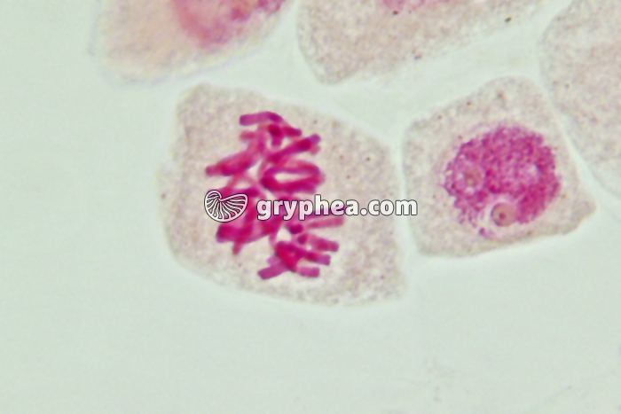 Mitose cellules de racine d'Ail - Métaphase x800 - gryphea.com